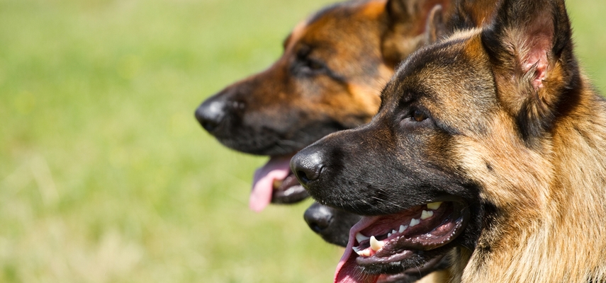Особенности и преимущества охраны объектов собаками